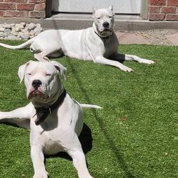 Dogo Argentinos from Driftwood dogos