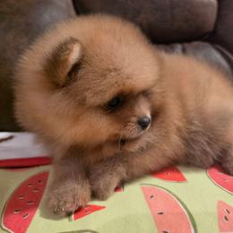 Smoke - Blue sable male Pomeranian puppy in Wildersville, Tennessee from RoyalRarity's Poms & Enrichment
