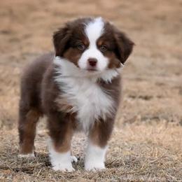 Jones - Red tri-color male Miniature American Shepherd puppy in Snyder, Texas from RLA Miniature American Shepherds