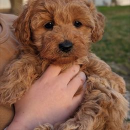 Havapoo Puppies from River View Puppies