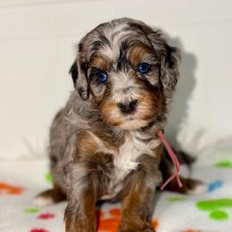 Agnes - Blue merle female Bernedoodle puppy in Beecher, Illinois from Erica’s Doodles
