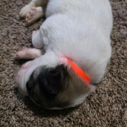 Boy 2 reserved for Jagger - White and badger male Great Pyrenees puppy in Ruthven, Iowa from Whispering Heights Ranch