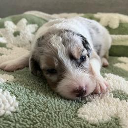 Elsa - Blue merle female Australian Shepherd puppy in Hemet, California from Perfect Companion Aussie's
