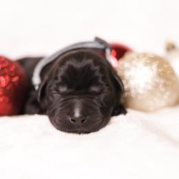 Labrador Retriever Puppies from AGL Retrievers