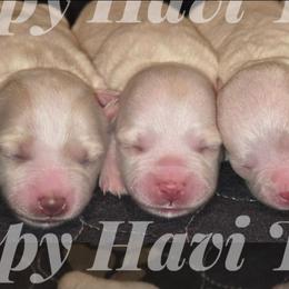 Havanese puppies from Happy Havi Tails