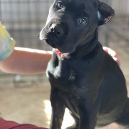 Girl 4 - Cane Corso puppy from Midwest Cane Corso in Action