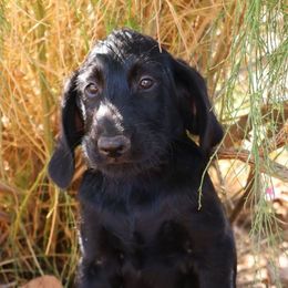 Nikki - Black male Labradoodle puppy in Apache Junction, Arizona from Loving Doodle