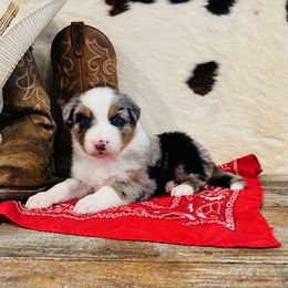 BREYA - Blue merle female Australian Shepherd puppy in Durand, Wisconsin from Larson’s Legacy Aussome Aussie Kennels