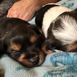 Yorkshire Terriers from j&j yorkies