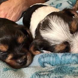 Yorkshire Terriers from j&j yorkies