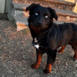 Hawk - Toy Australian Shepherd
