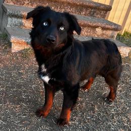 Hawk - Toy Australian Shepherd