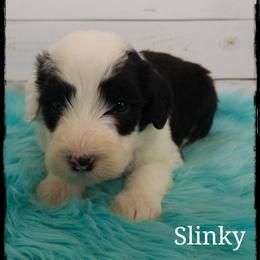 Slinky - Black and white male Sheepadoodle puppy in Farley, Iowa from Iowa's Doodle Co.