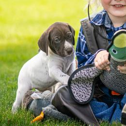 Girl 4 - female German Shorthaired Pointer puppy in Pasco, Washington from TJ’s High Country Kennel