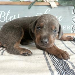Black - Blue and rust male Doberman Pinscher puppy in Fort Worth, Texas from Arkwatch Dobermans