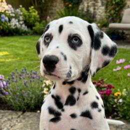 Blue Boy - White and black male Dalmatian puppy in Spring Branch, Texas from D'vine Dalmatians
