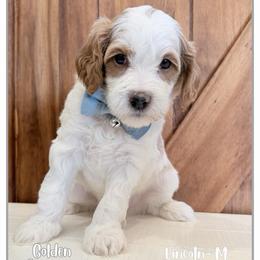 Lincoln - Blenheim male Cavapoo puppy in Fort Lupton, Colorado from Puppy Paws Colorado