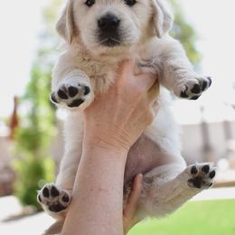 Golden Retriever Puppies from Dani’s Dawgs