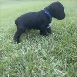 Miniature Schnauzer Puppies from Rebecca LeBoeuf