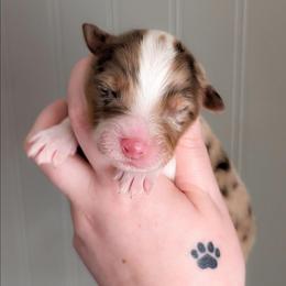 Ridge - Red merle male Australian Shepherd puppy in Georgetown, Texas from River Reign Australian Shepherds