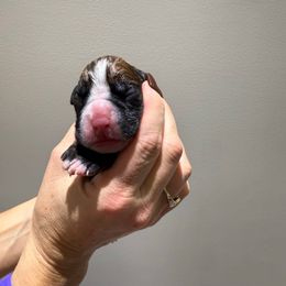 Girl 1 - Fawn female Boxer puppy in Jamesville, New York from Reynolds Homestead Boxers