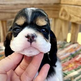 Girl 1 - Cocker Spaniel puppy from Sisu Cockers