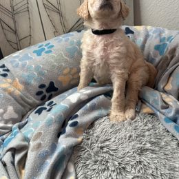 Goldendoodle Puppies from Daisy’s Doodles