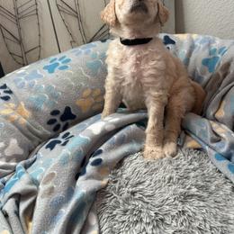 Goldendoodle Puppies from Daisy’s Doodles