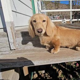 Bullet - Dachshund
