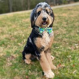 Ottis - Bernedoodle