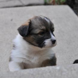 Jameson - Sable male Pembroke Welsh Corgi puppy in North East, Maryland from Potato Patch
