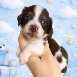 Twix - Chocolate and tan male Dachshund puppy in Fredericksburg, Indiana from Blue River Mini Dachshunds