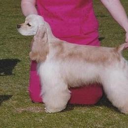 Katie - Cocker Spaniel