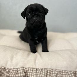 Juniper - Black female Pug puppy in Grants Pass, Oregon from Malta Pugs
