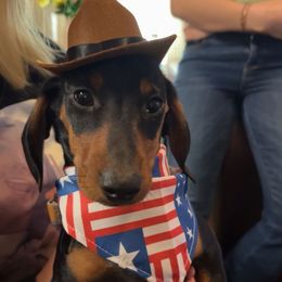 Milo - Dachshund