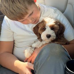 Goldendoodle Puppies from Blissful Doodles