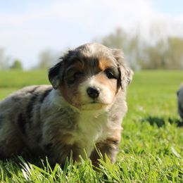 Miniature American Shepherd Puppies from LF Ranch