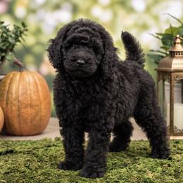 Banner (Hulk) - Black male Poodle puppy in Lecanto, Florida from Lecanto Puppy