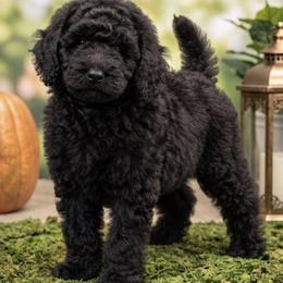 Banner (Hulk) - Black male Poodle puppy in Lecanto, Florida from Lecanto Puppy