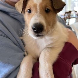 Collie Puppies from Lakeside Collies