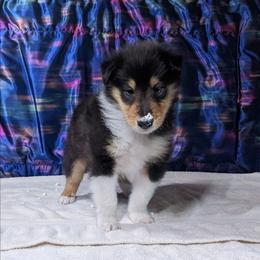 Shasta - Black white and tan male Collie puppy in Dickson, Tennessee from Ceilidh Collies