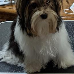 Biewer Terriers from ShadysAcre Biewers
