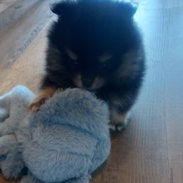Pomeranian Puppies from Mayhew's Pomeranian Pups