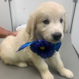General is so true to his name, always in charge but loves people, whenever anyone comes over he wants all their attention , just so loving. - Light golden male Golden Retriever puppy in Palatka, Florida from Mother of Pearl English Creams