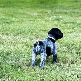 German Shorthaired Pointer Puppies from MaggieMae Andersen