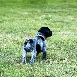 German Shorthaired Pointer Puppies from MaggieMae Andersen