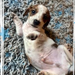 Tommy - Piebald male Dachshund puppy in Aiken, South Carolina from State Eight Dachshunds