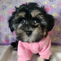 Clove - Black and tan female Havanese puppy in New Castle, Colorado from Havanese Havaton Pups