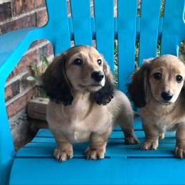 Dachshund Puppies from Billboard Doxies
