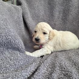 Cassie - Cream female Poodle puppy in Aurora, Colorado from Simply Amazing Doodles